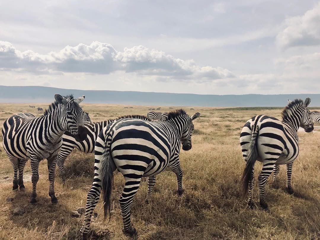 Ngorongoro